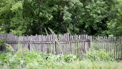 Grass 5 Video stock 78086474