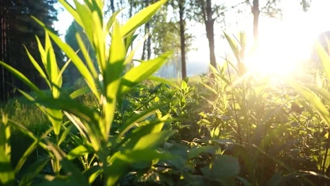 In the grass 50 fps 動画素材 156863462