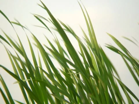 Grass 6 Stock Footage 8693744