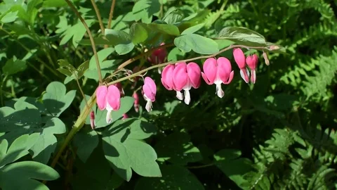 Grass 7 Stock-Footage 78086654