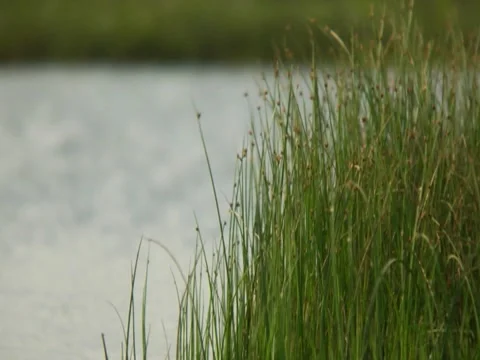 Grass 8 Stock Footage
