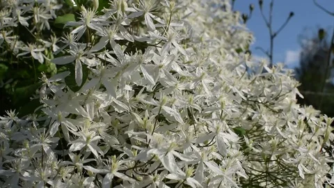 Grass 8 Video stock 78086916