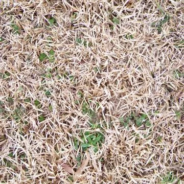 Grass 8 Stock Photos