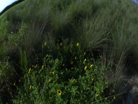 Grass 9 Stock Footage 8694149