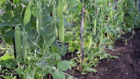 Grass 9 Video stock 78087085