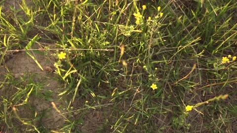 Grass from Above Stock Footage 101256211