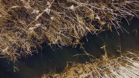 Grass from above Stock Footage 150725657