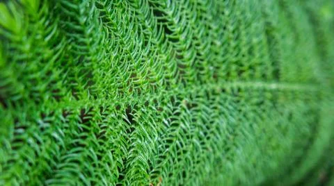 Grass abstract background. Macro shooting. Mesh leaves. Stock Photos