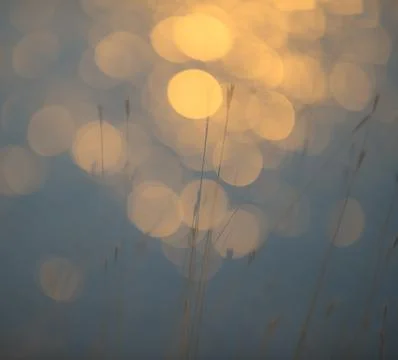 Grass, abstract, background Stock Photos