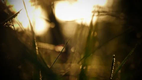 Grass Abstract Light streaks Foto stock