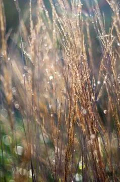 Grass. abstract nature background Foto stock