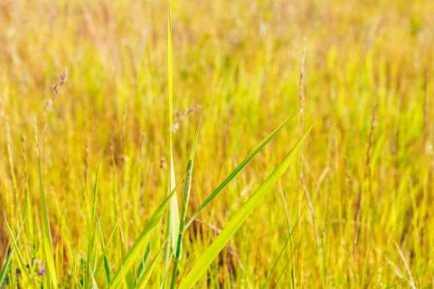 Grass. Abstract Nature Background Stock Photos
