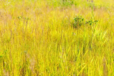 Grass. Abstract Nature Background Stock Photos