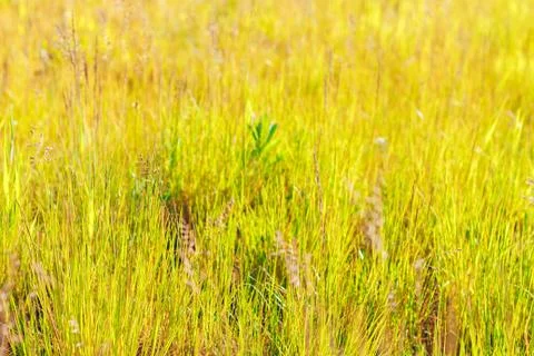Grass. Abstract Nature Background Stock Photos