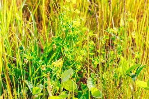Grass. Abstract Nature Background Foto stock