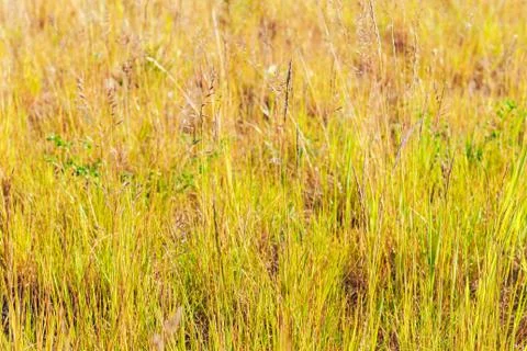 Grass. Abstract Nature Background Stock Photos