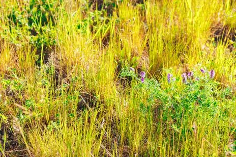 Grass. Abstract Nature Background Stock Photos
