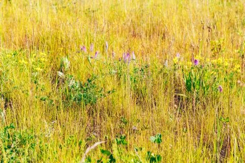 Grass. Abstract Nature Background Stock Photos
