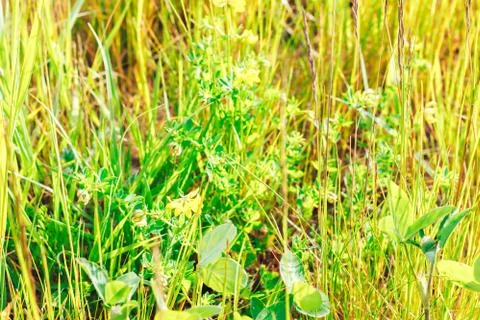 Grass. Abstract Nature Background Stock Photos