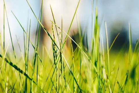 Grass. Abstract Nature Background Stock Photos