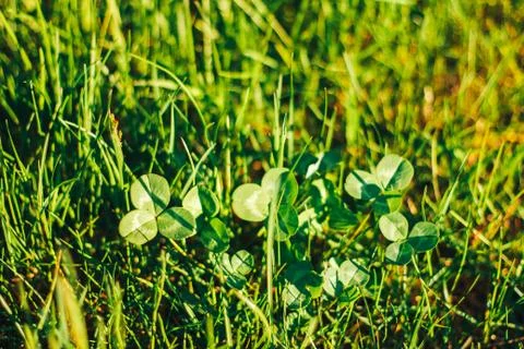 Grass. Abstract Nature Background Stock Photos