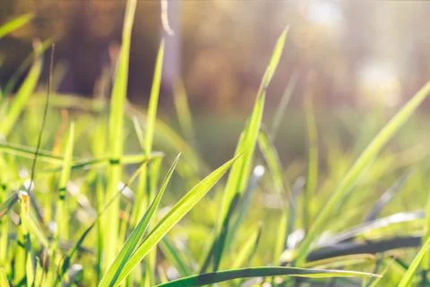Grass. Abstract Nature Background Stock Photos