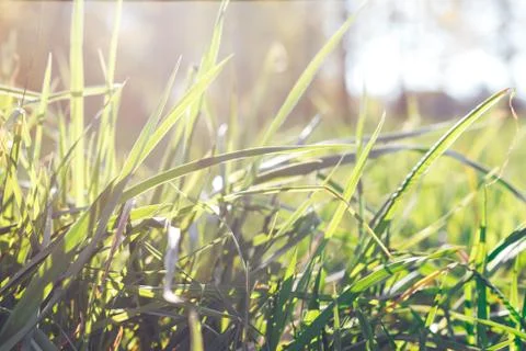 Grass. Abstract Nature Background Foto stock