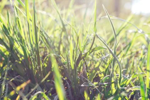 Grass. Abstract Nature Background Stock Photos
