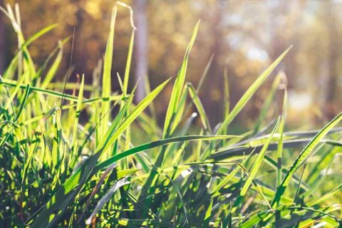 Grass. Abstract Nature Background Stock Photos