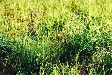 Grass. Abstract Nature Background Stock Photos