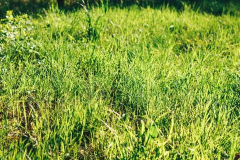 Grass. Abstract Nature Background Stock Photos