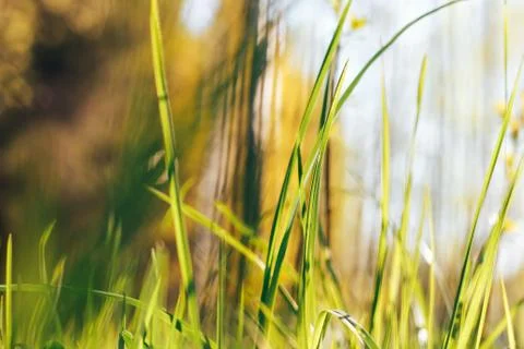 Grass. Abstract Nature Background Stock Photos