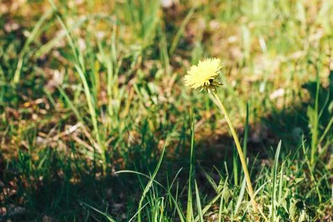 Grass. Abstract Nature Background Stock Photos