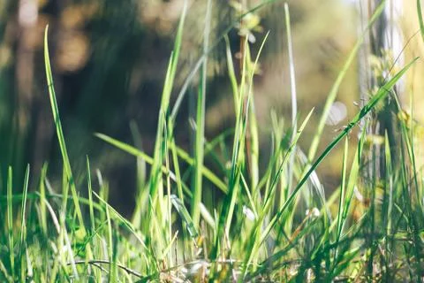 Grass. Abstract Nature Background Stock Photos