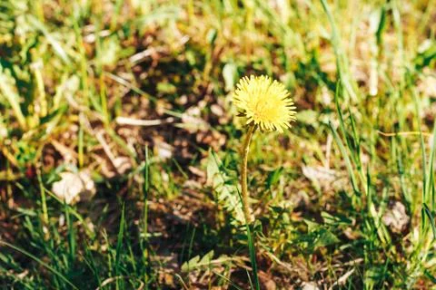 Grass. Abstract Nature Background Foto stock