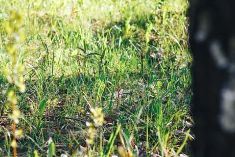 Grass. Abstract Nature Background Stock Photos