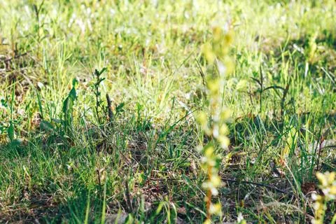 Grass. Abstract Nature Background Stock Photos