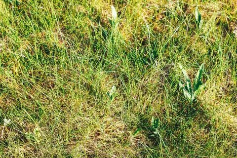 Grass. Abstract Nature Background Stock Photos