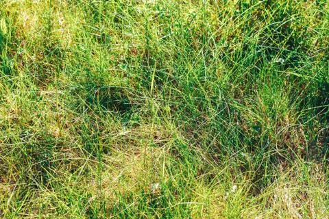 Grass. Abstract Nature Background Stock Photos