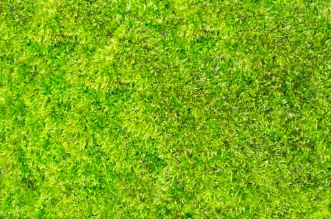 Grass abstract pattern Stock Photos