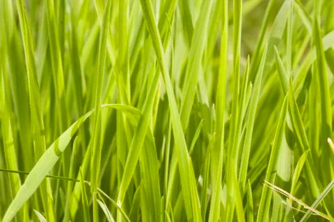 Grass abstract Stock Photos