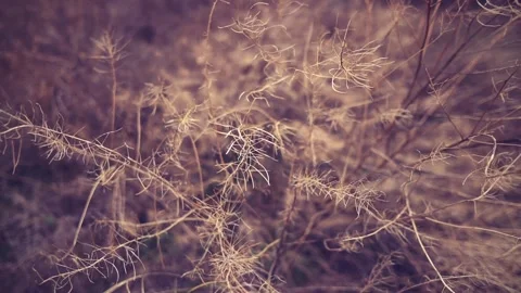 Grass abstract video Stock-Footage 257326243