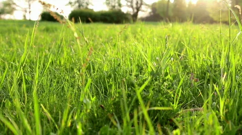 Grass ae Stock Footage 731633