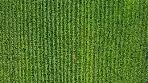 Grass aerial camera corn field agriculture food summer nature wind Stock Footage 247710714