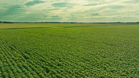 Grass aerial camera corn field agriculture food summer nature wind Stock Footage 247713383
