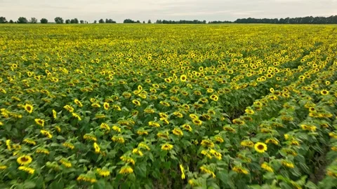 Grass aerial camera corn field agriculture food summer nature wind Stock Footage 247714554