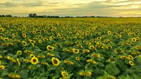 Grass aerial camera corn field agriculture food summer nature wind 스톡 동영상 247716577