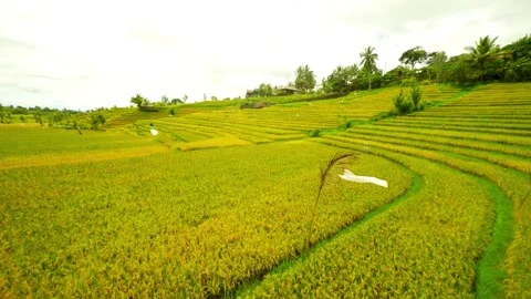 Grass aerial camera corn field agriculture food summer nature wind Aerial Vie Stock Footage 256730551
