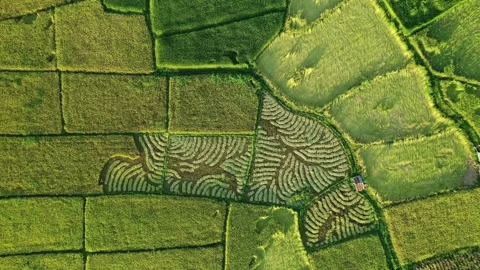Grass aerial camera corn field agriculture food summer nature wind Aerial Vie Stock-Footage 256731647