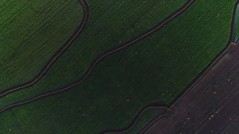 Grass aerial camera corn field agriculture food summer nature wind Aerial Vie Stock Footage 256734847